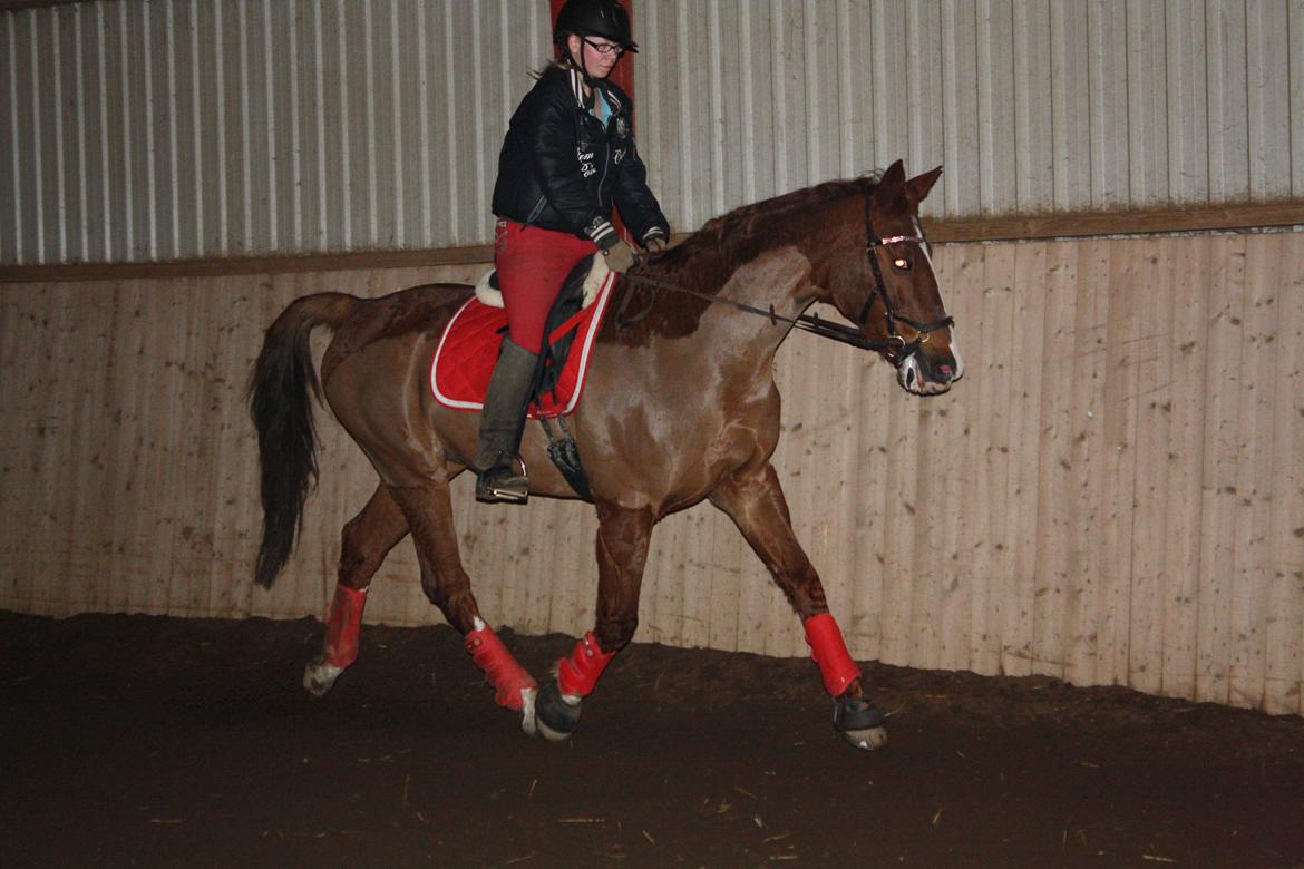 Dansk Varmblod Hopkins billede 15