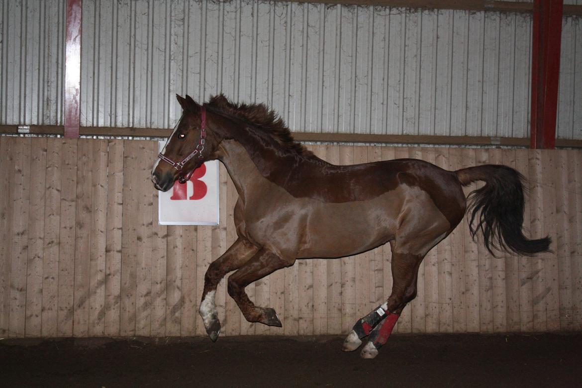 Dansk Varmblod Hopkins billede 1