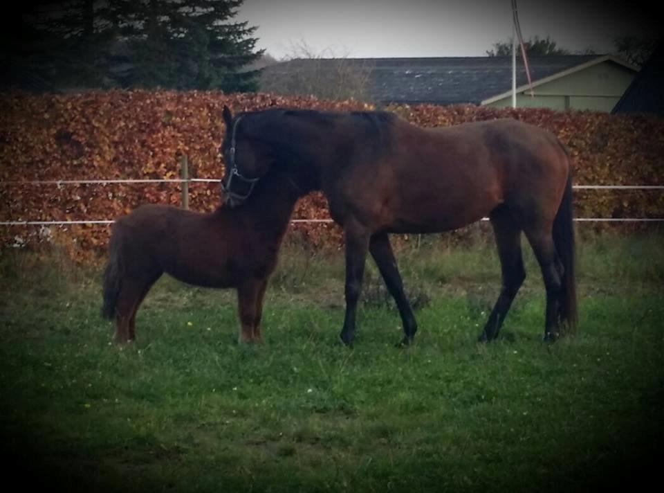 Dansk Varmblod Soul Mate billede 3