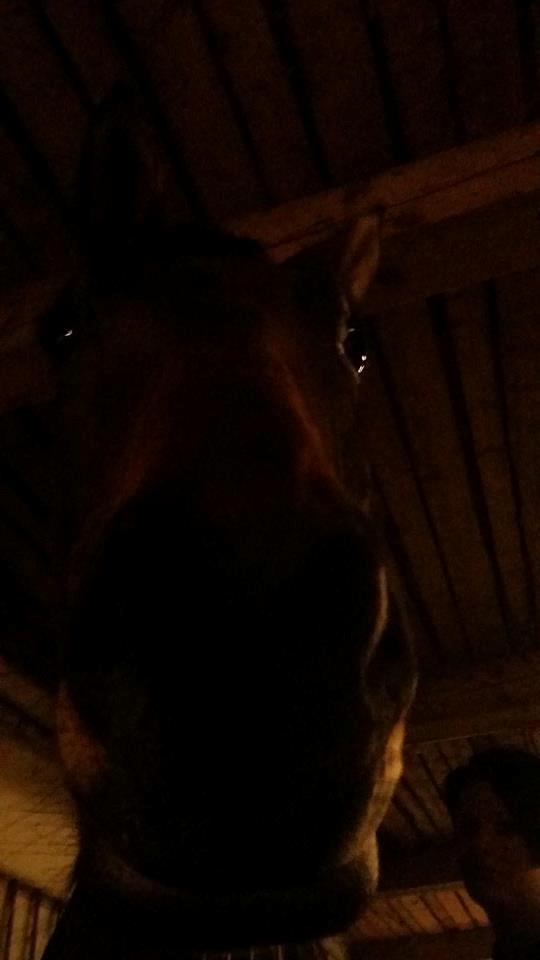 Dansk Varmblod Soul Mate billede 4