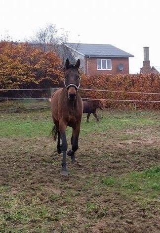 Dansk Varmblod Soul Mate billede 2