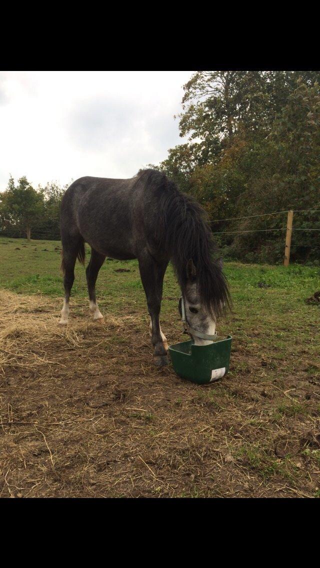 Welsh Mountain (sec A) Henners appel Jack --- SOLGT --- billede 4