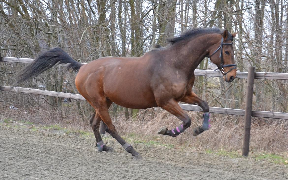 Fuldblod (XX) Pingus billede 1