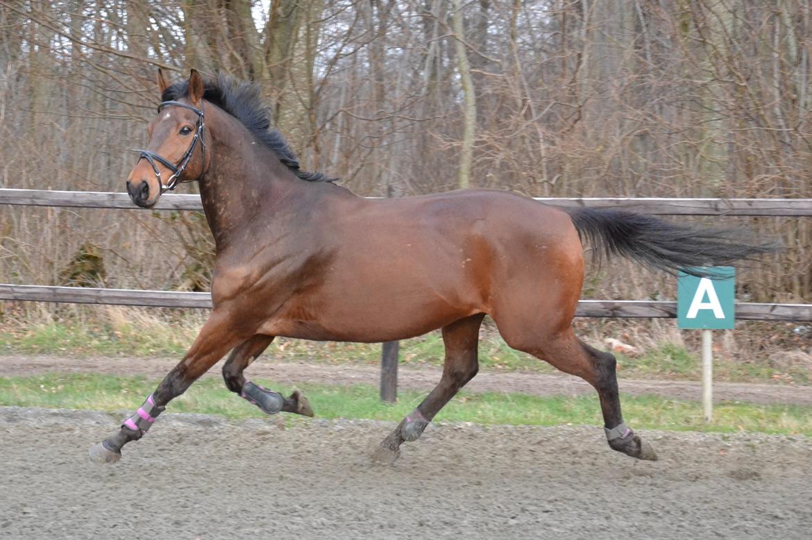 Fuldblod (XX) Pingus billede 3