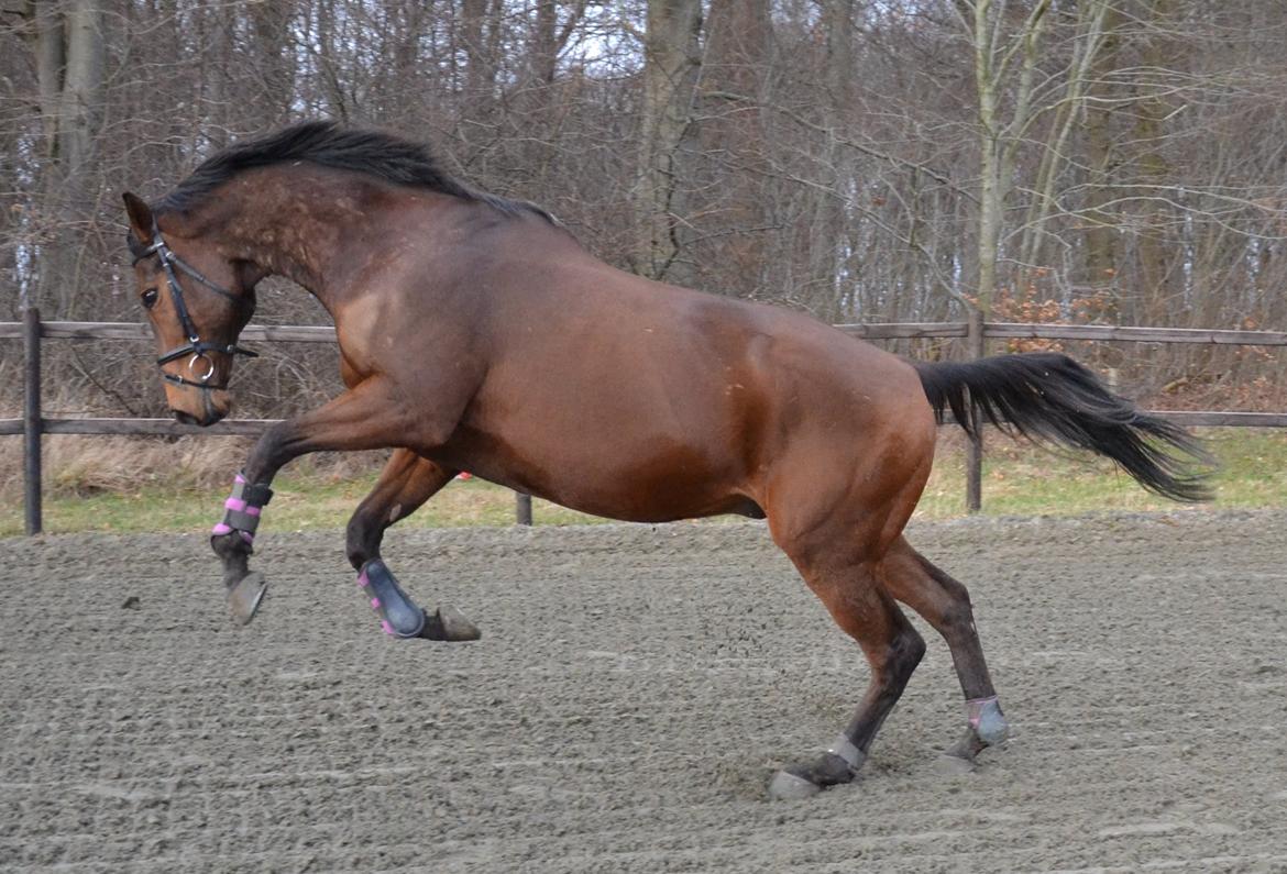 Fuldblod (XX) Pingus billede 4