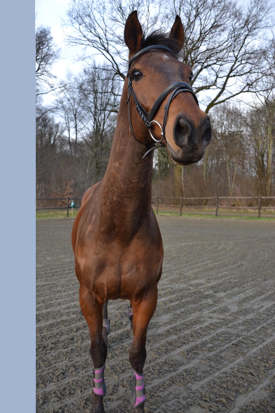 Fuldblod (XX) Pingus billede 2