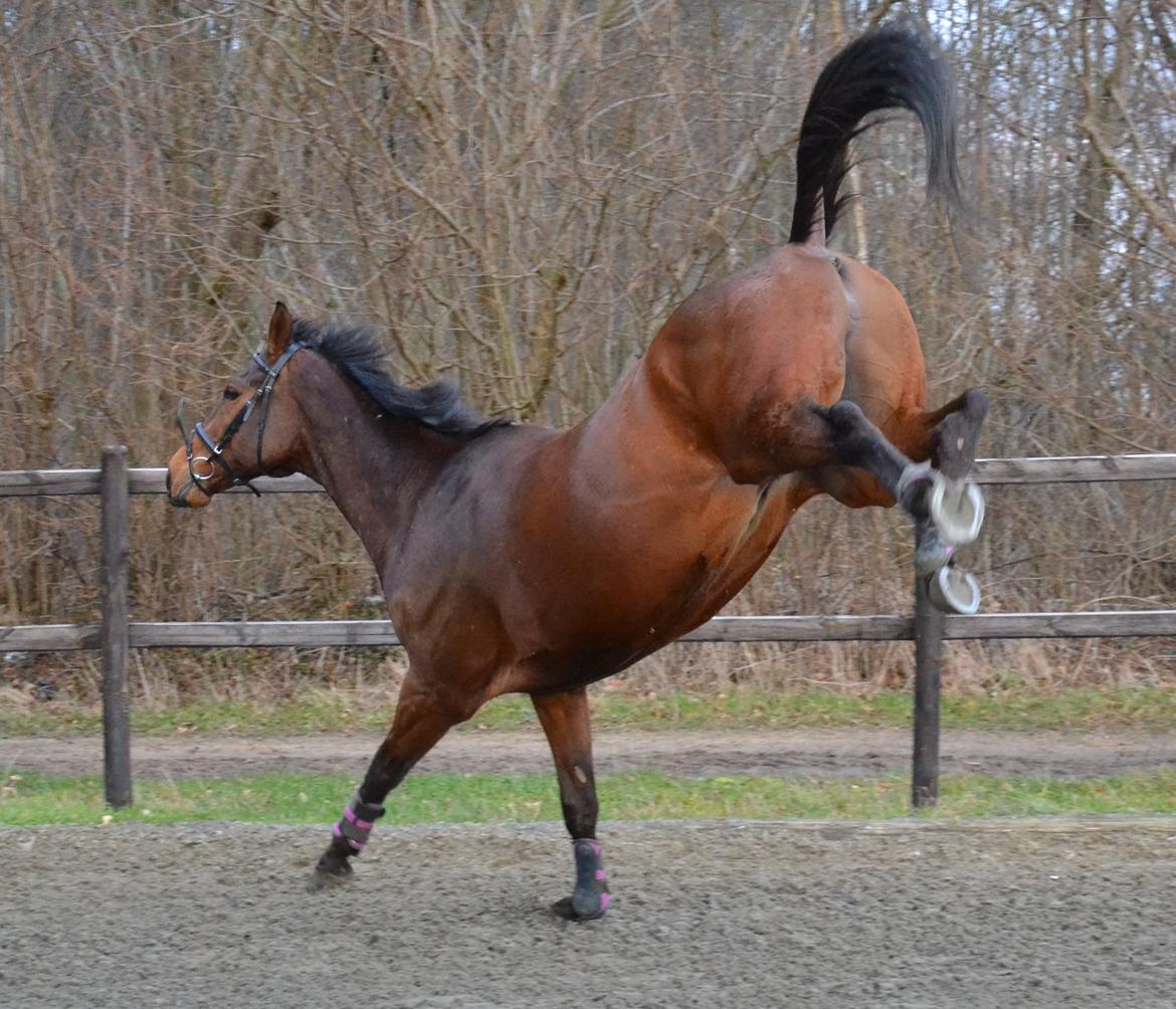 Fuldblod (XX) Pingus billede 5