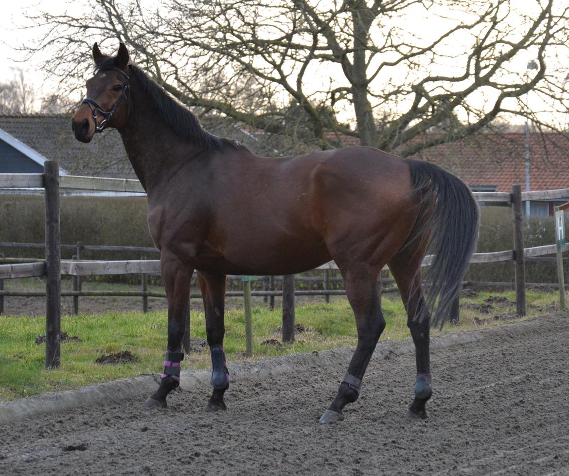 Fuldblod (XX) Pingus billede 6