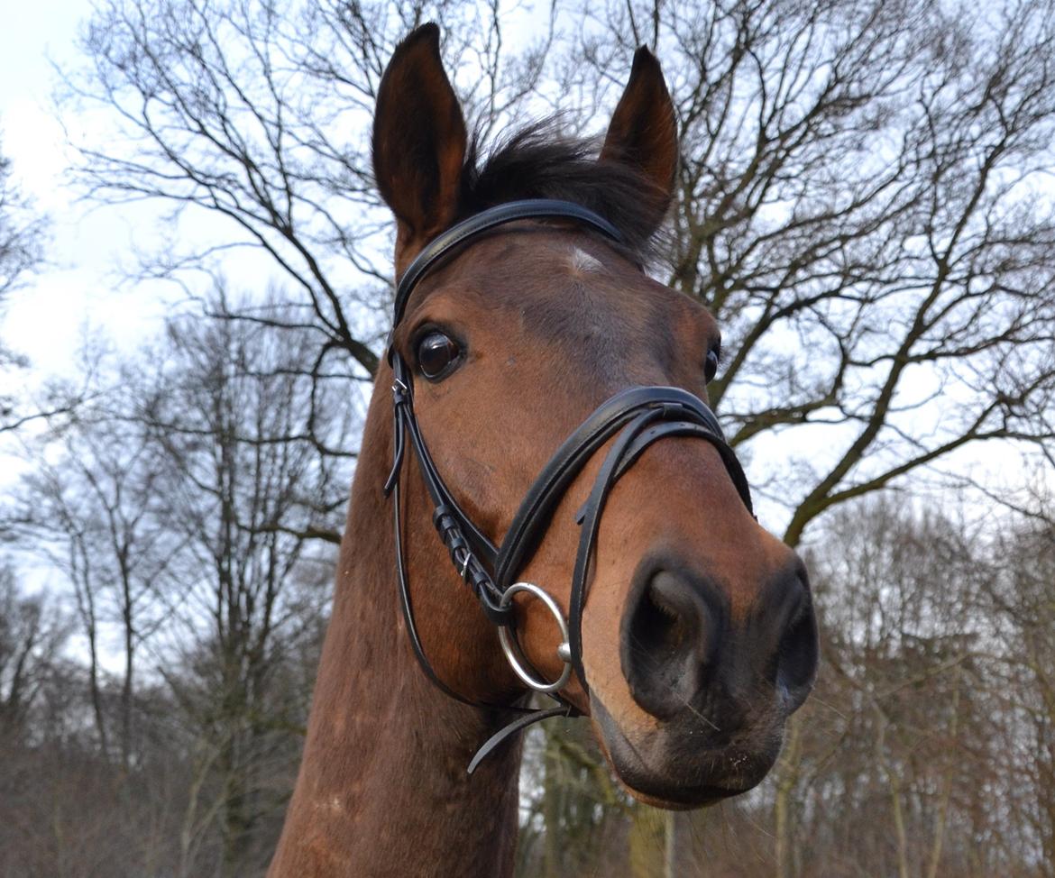 Fuldblod (XX) Pingus billede 7