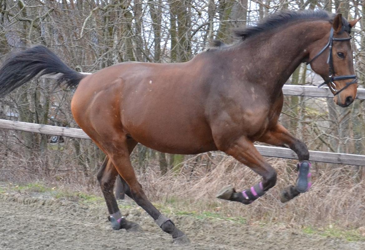 Fuldblod (XX) Pingus billede 8