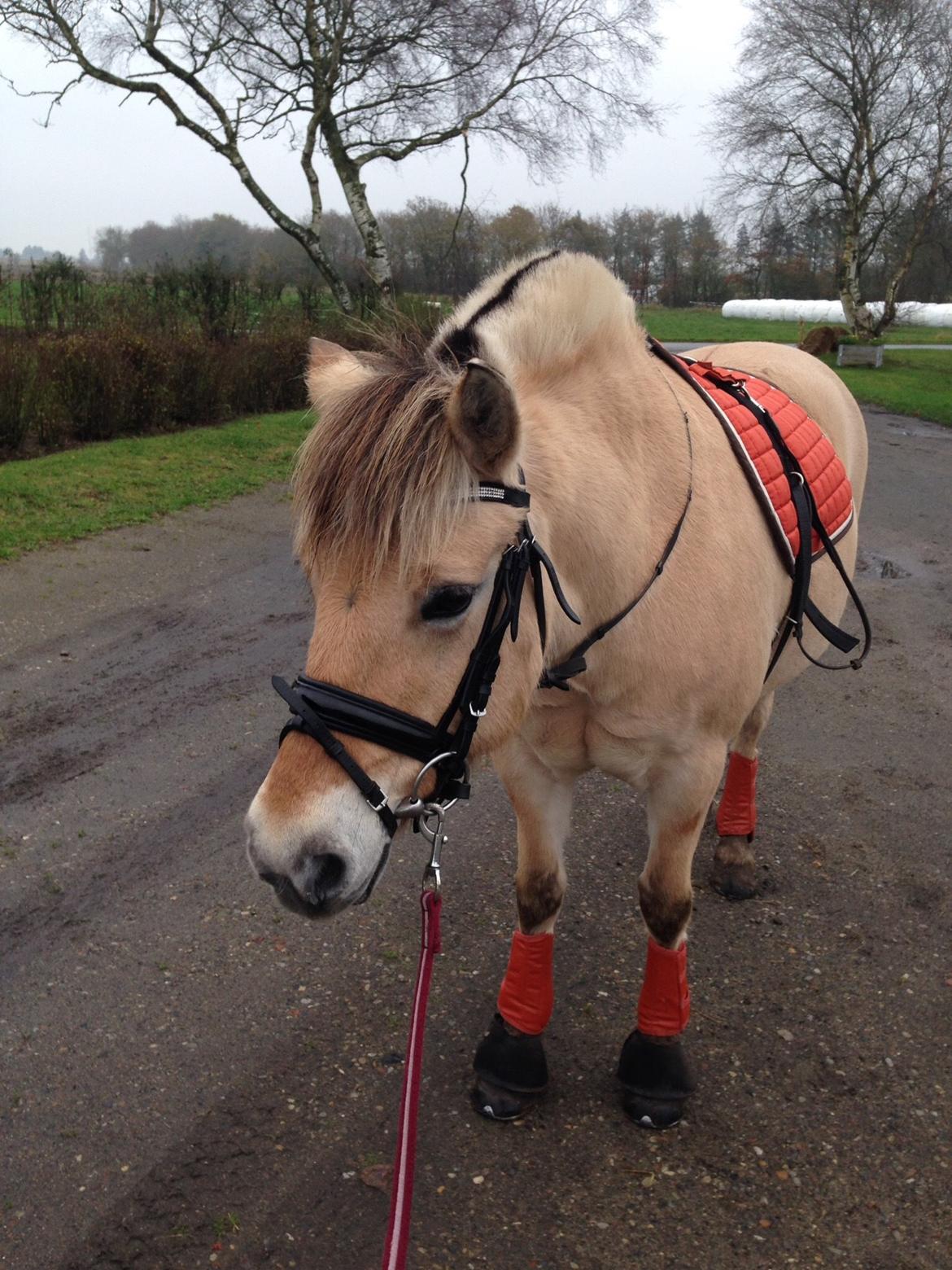 Fjordhest Thilde billede 20