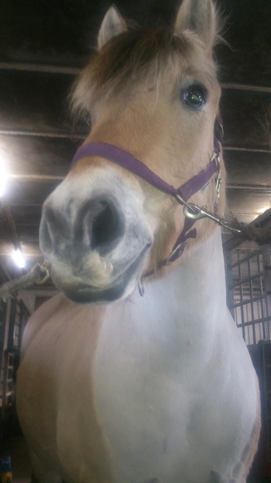 Fjordhest Lukas billede 20