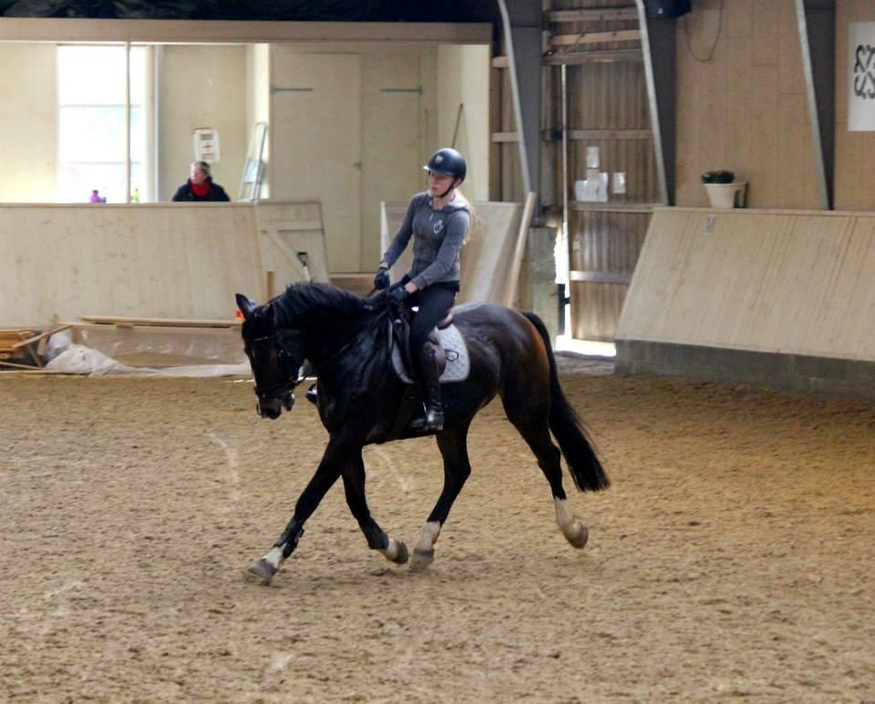 Tysk Oldenburger Marschall Af Hvarre (Dino) billede 5