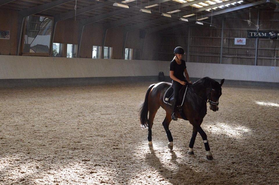 Tysk Oldenburger Marschall Af Hvarre (Dino) billede 1