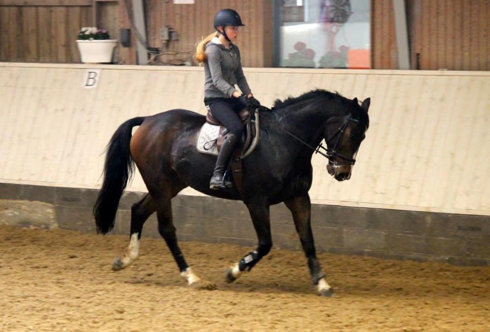 Tysk Oldenburger Marschall Af Hvarre (Dino) billede 11