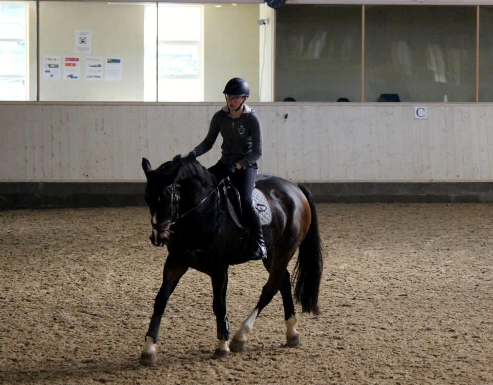 Tysk Oldenburger Marschall Af Hvarre (Dino) billede 9