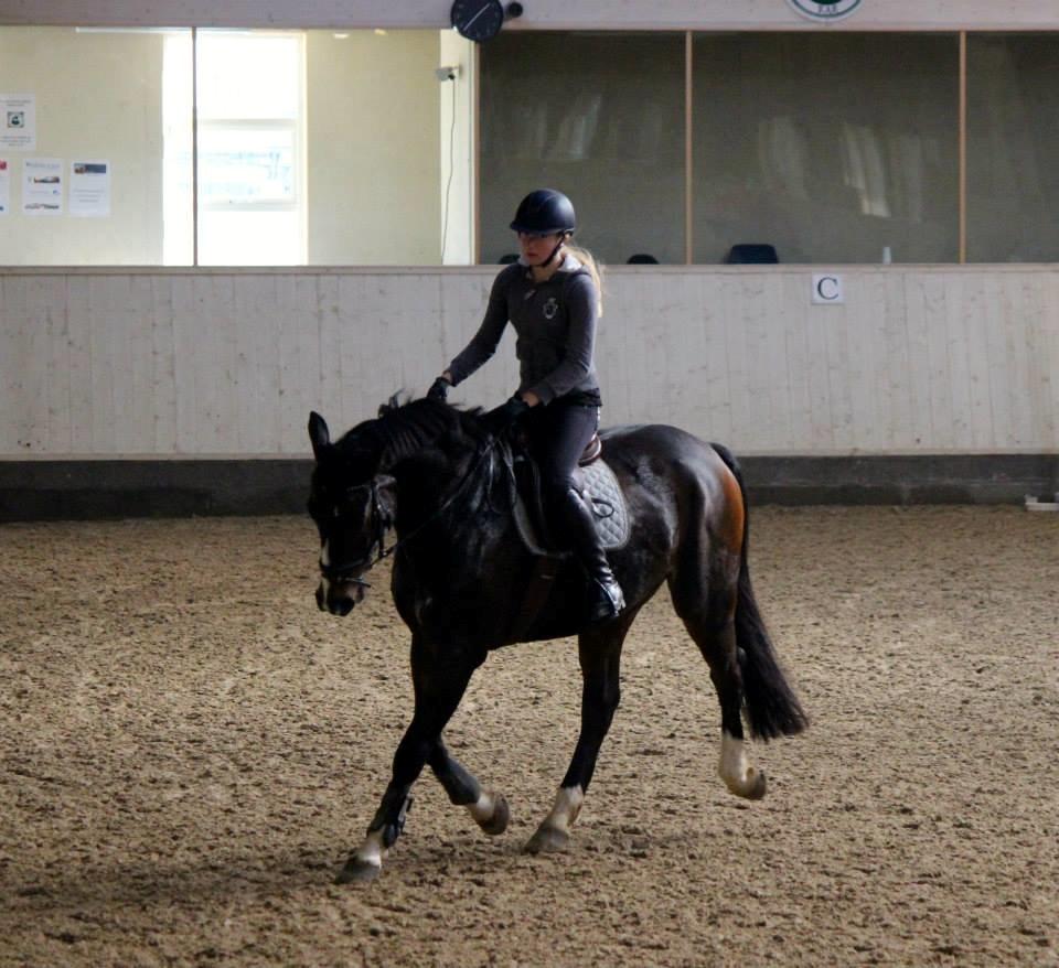 Tysk Oldenburger Marschall Af Hvarre (Dino) billede 17