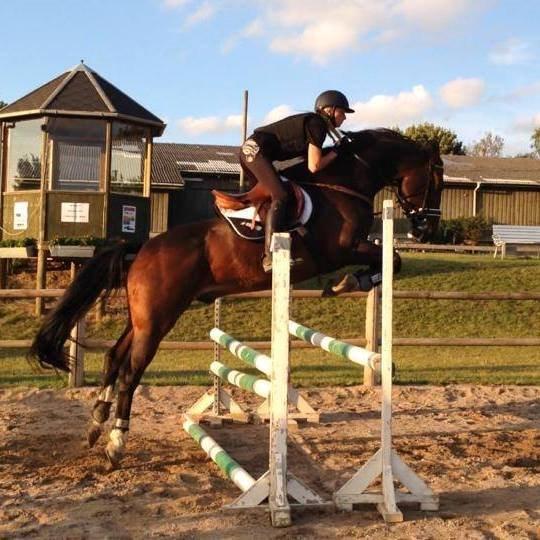 Tysk Oldenburger Marschall Af Hvarre (Dino) billede 22