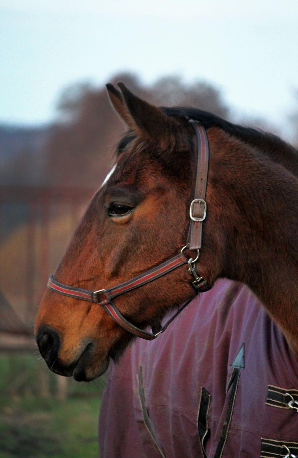 Anden særlig race Kaliffen (Givet Væk) *For Evigt Elsket <3* - Liffen med sin vinterfrakke på :) (November 2014) billede 27