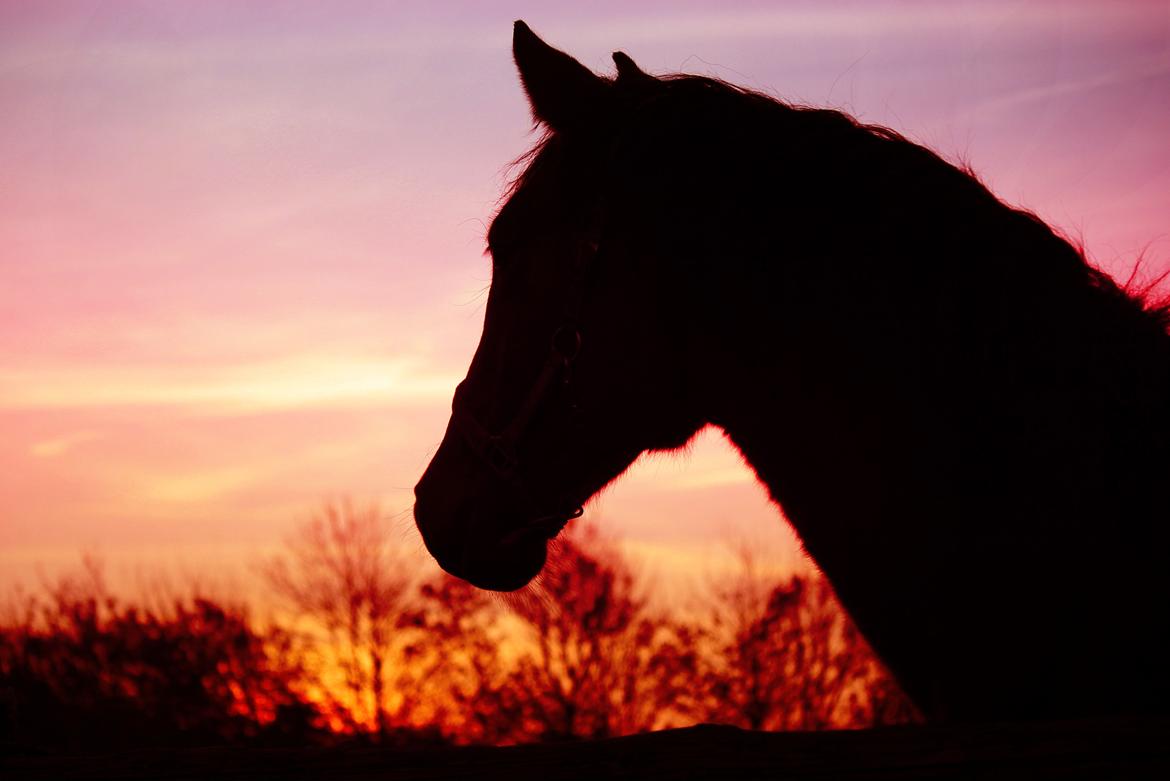 Dansk Varmblod Angel of music (SOLGT) *For evigt elsket <3* - NYT: Angel i solnedgangen :) billede 31