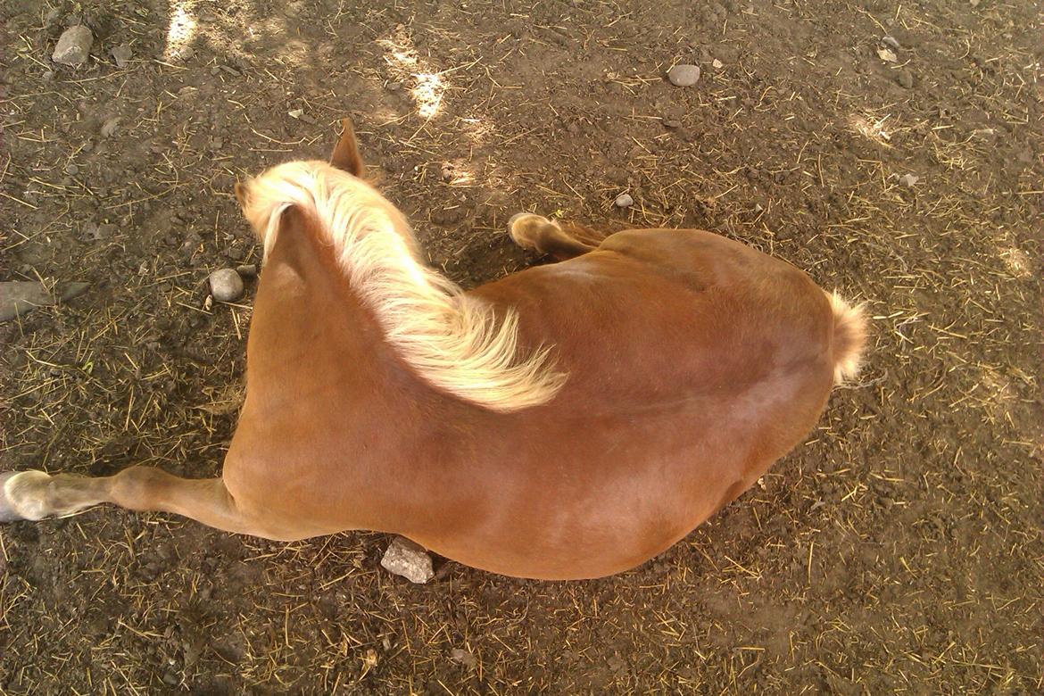 Shetlænder Ofelia billede 5