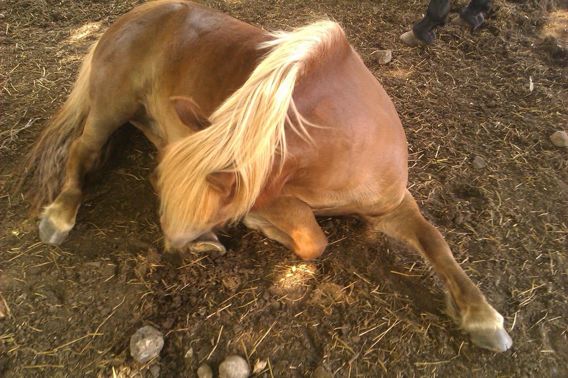 Shetlænder Ofelia billede 4