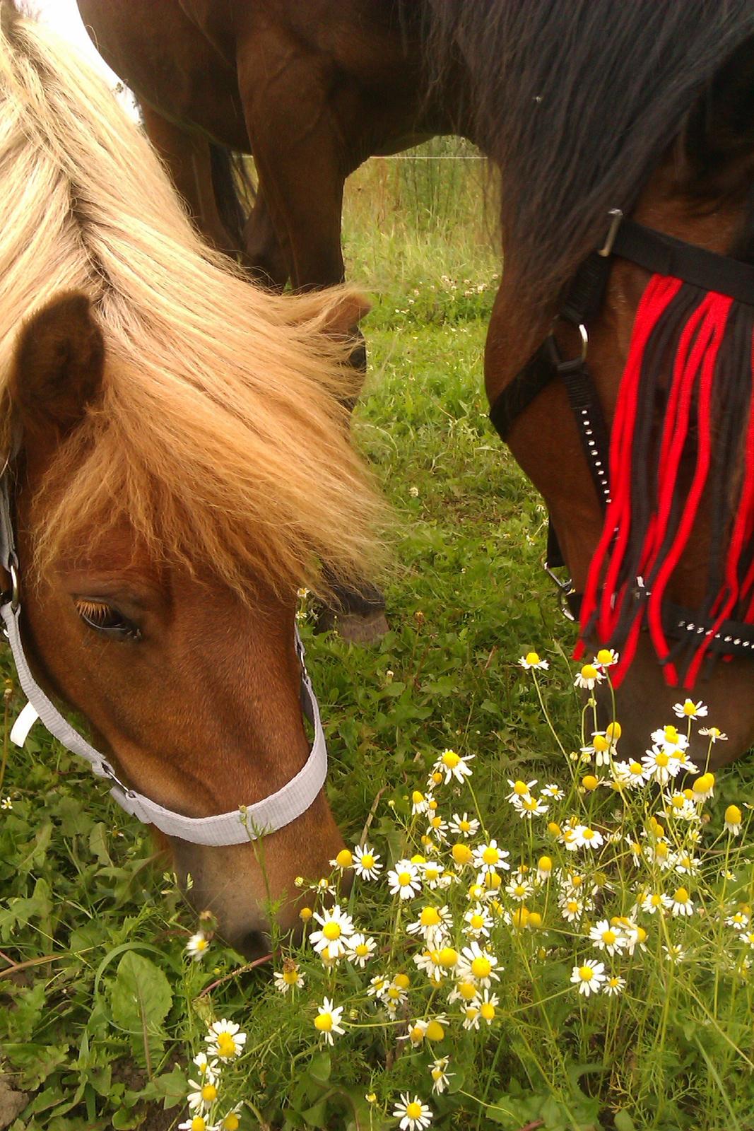 Shetlænder Ofelia billede 6