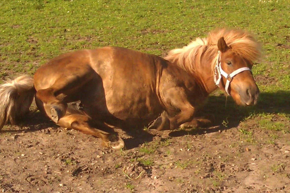 Shetlænder Ofelia billede 1