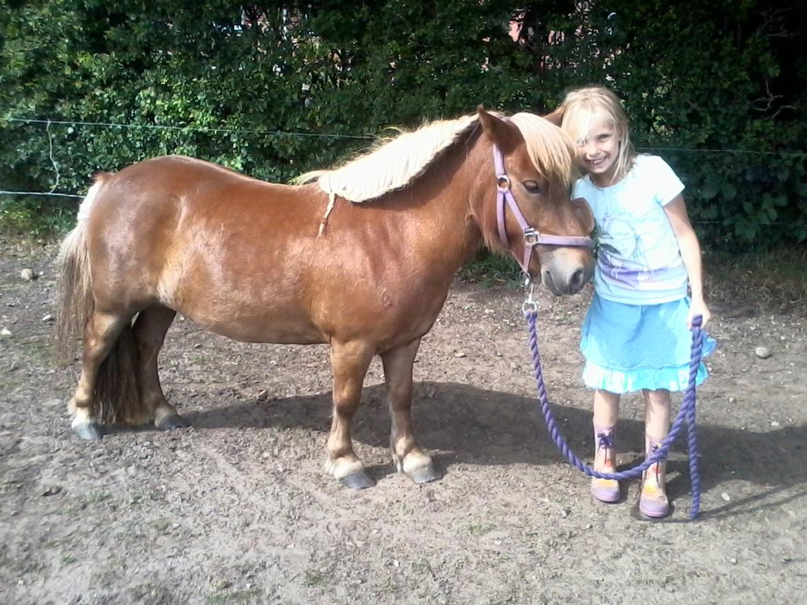 Shetlænder Ofelia - Ofelia og katrine<3 billede 2