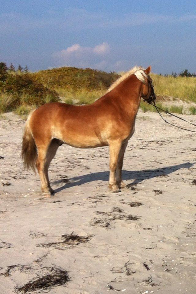 Tyroler Haflinger Bamse billede 15