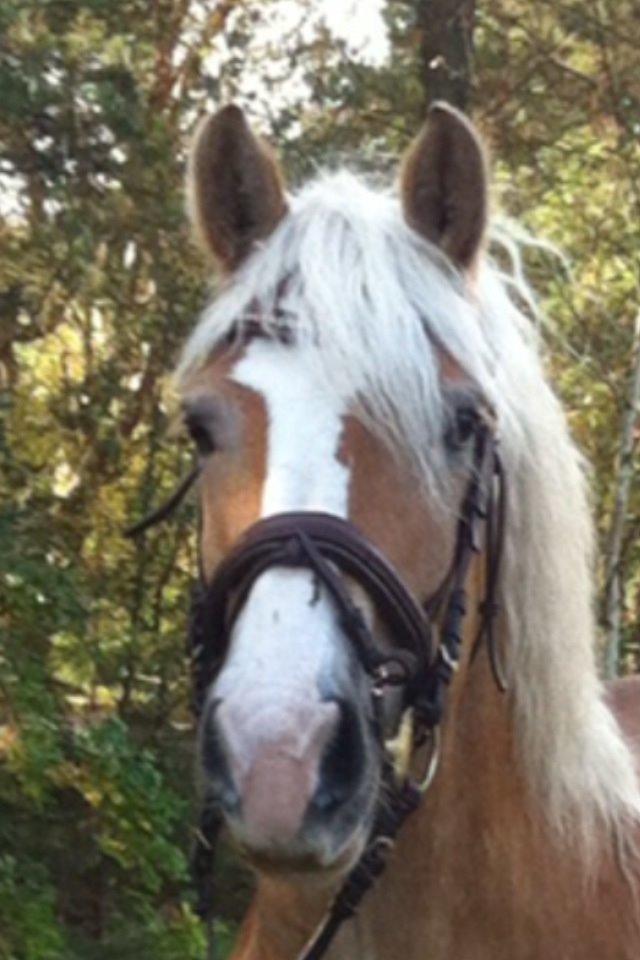 Tyroler Haflinger Bamse billede 16