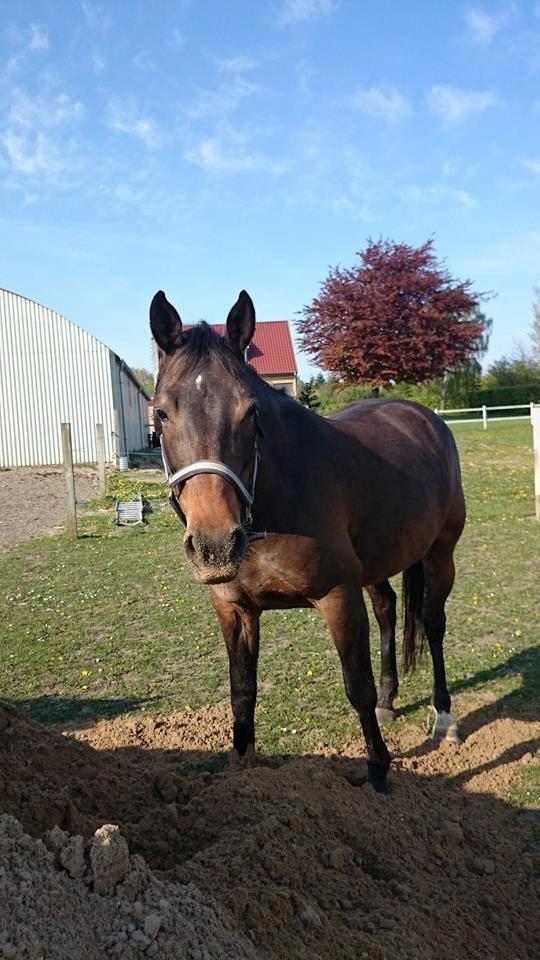 Anden særlig race Lotus billede 11