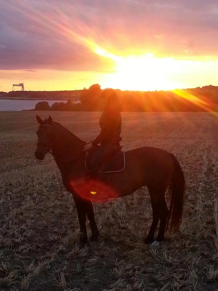 Anden særlig race Lotus billede 8