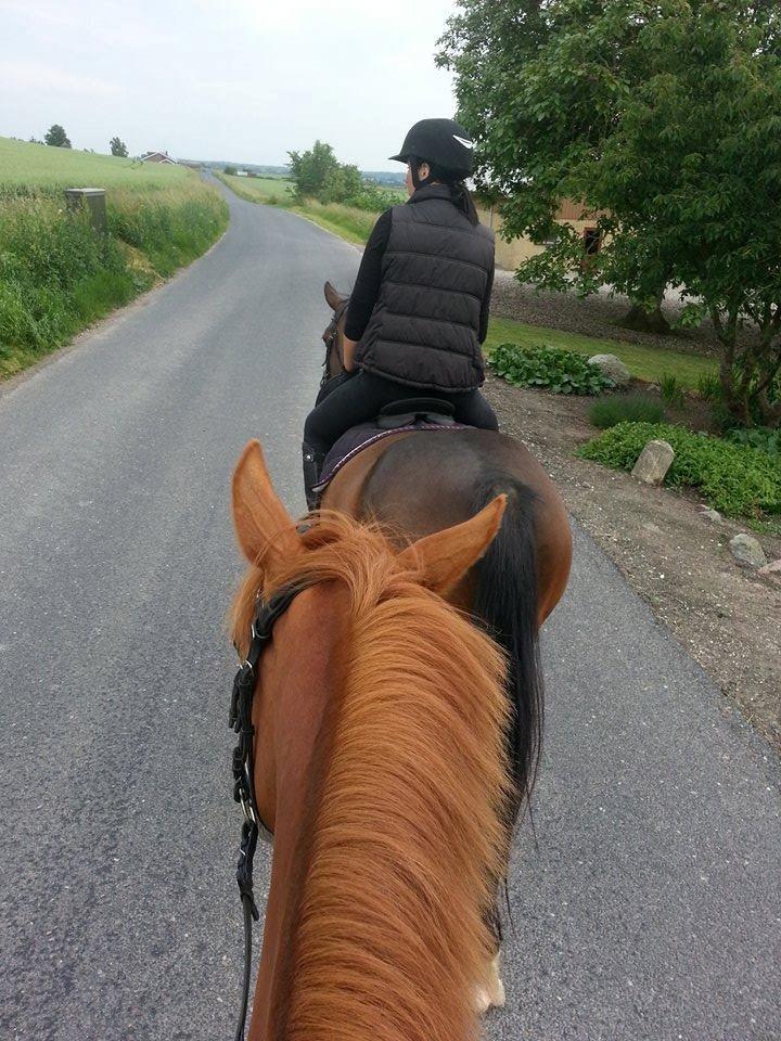 Anden særlig race Lotus billede 12