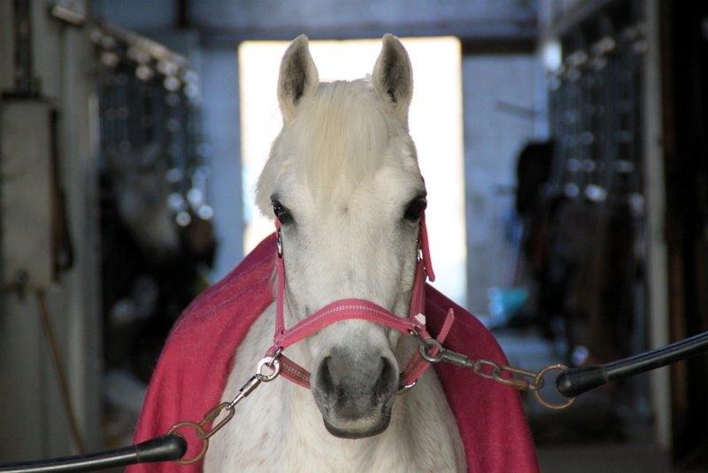 Anden særlig race Raija l Soulmate l <3 - 20 ♥ - Min smukke pony på vores to måneders dag :`) ( Foto: Mig ) ♥ 8. marts 2014 billede 20