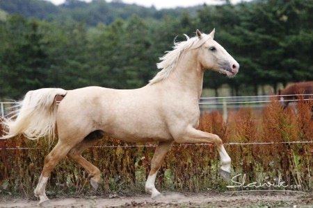 Frederiksborg Hector Krogvænget billede 6