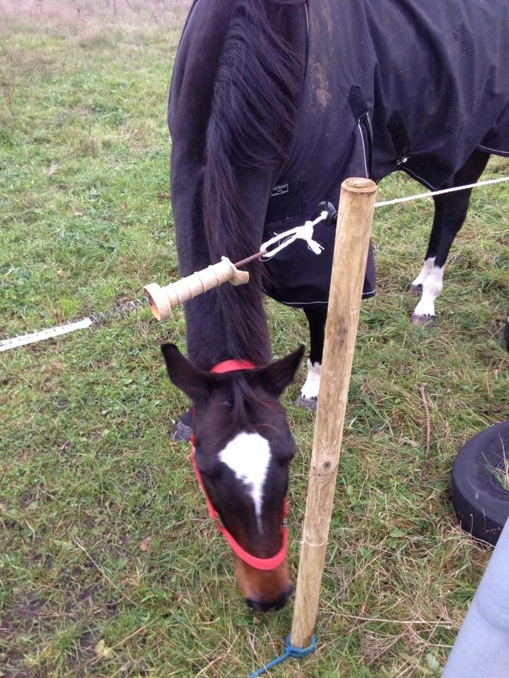 Anden særlig race Zafir Diamond - Min skat <3 billede 2