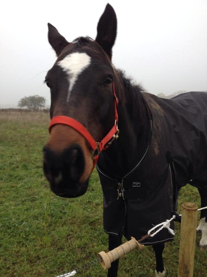 Anden særlig race Zafir Diamond - Velkommen til Safirs profil <3  billede 1