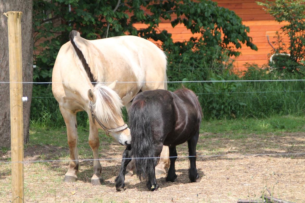 Fjordhest Raket Møldrup - Raket og Prins hygger :D billede 6