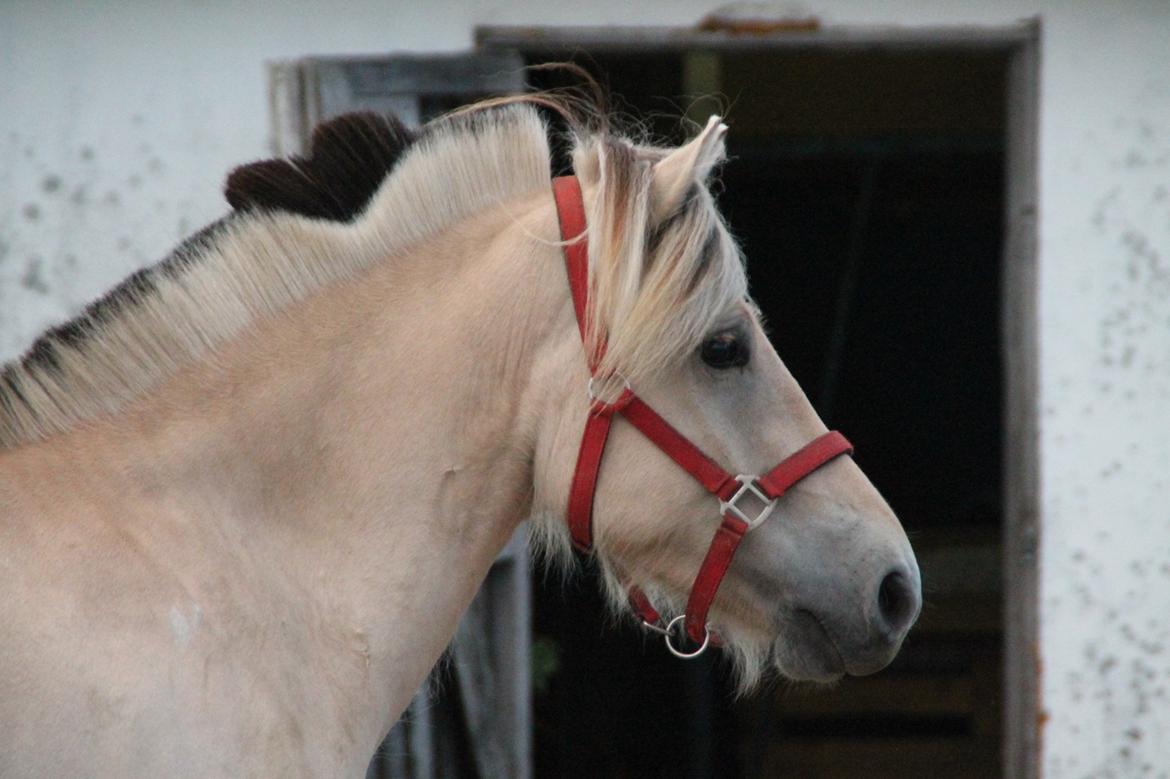 Fjordhest Raket Møldrup billede 10