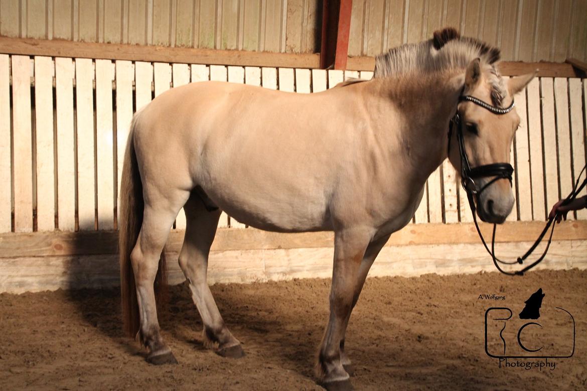 Fjordhest Raket Møldrup billede 15