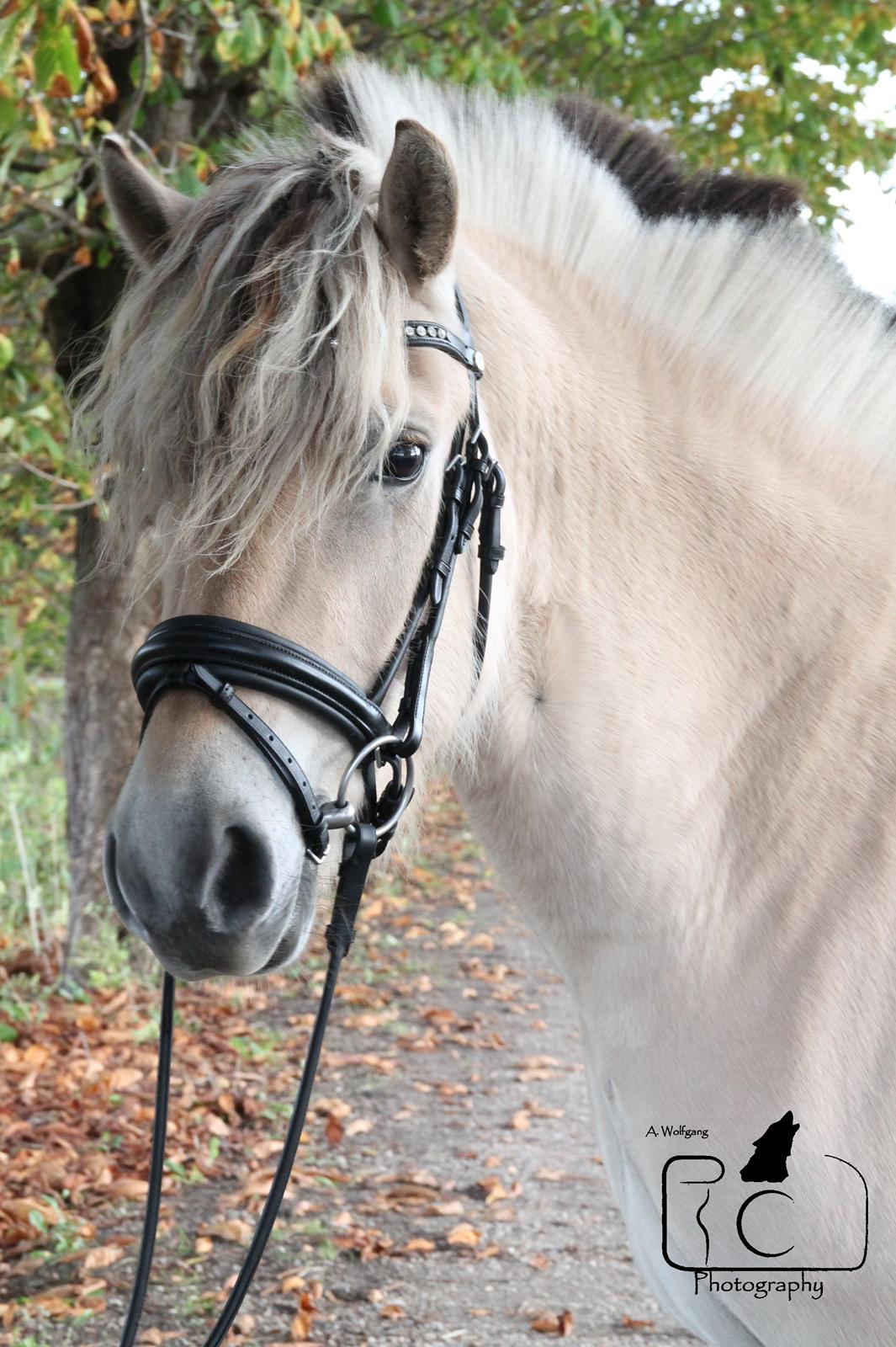 Fjordhest Raket Møldrup - Modeldyr 8D billede 16