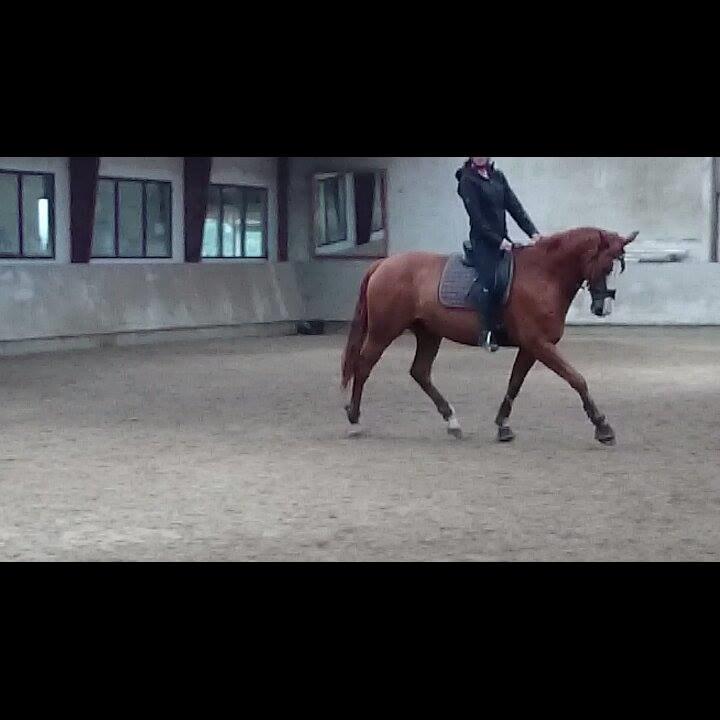 Dansk Varmblod Rudmosens nonchalant - Da jeg var oppe at prøve ham. billede 1