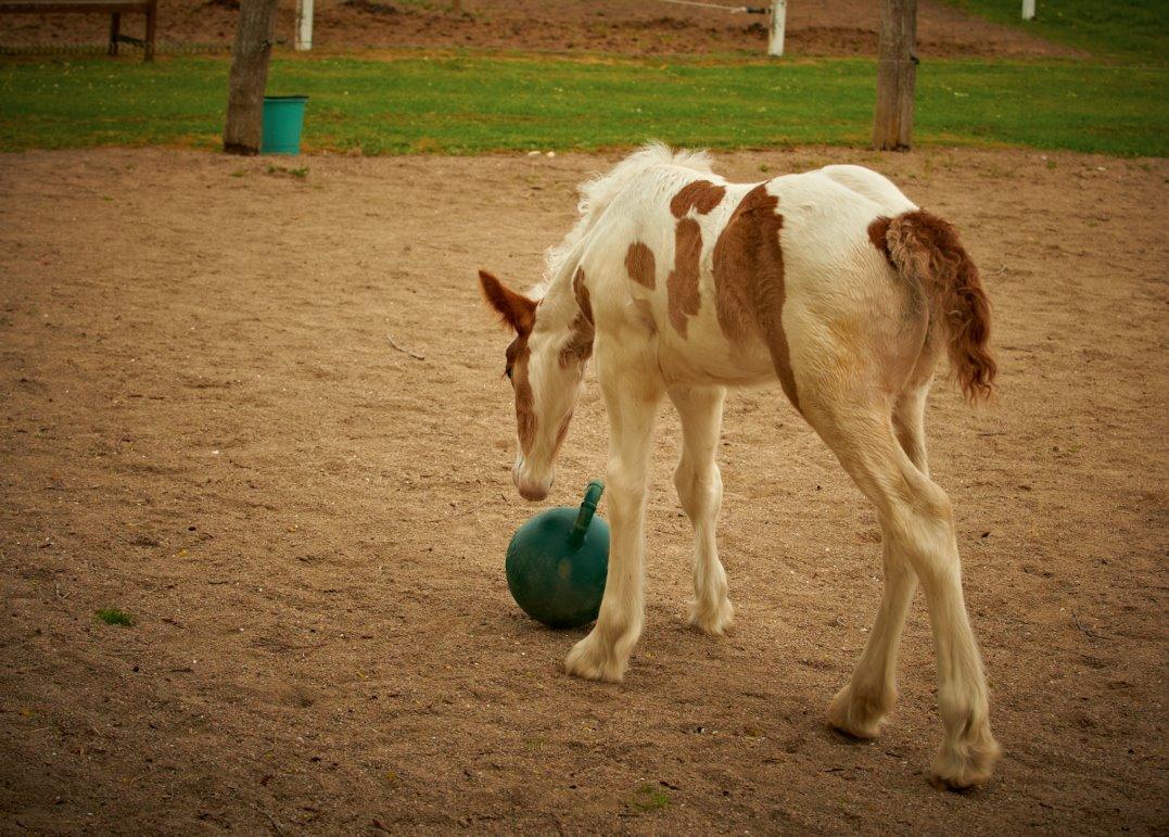 Irish Cob Dalsgaard´s Last Shadow billede 6