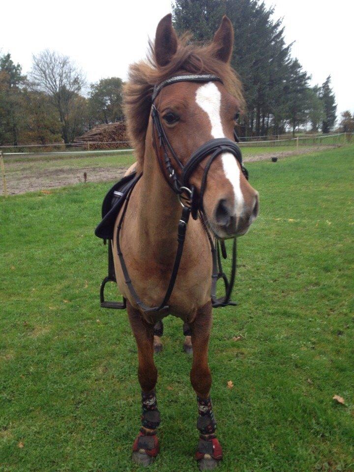 Anden særlig race Cavallo billede 6