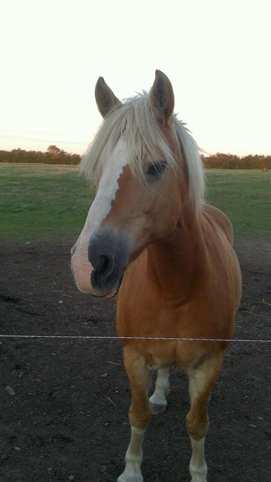 Tyroler Haflinger Stella billede 4