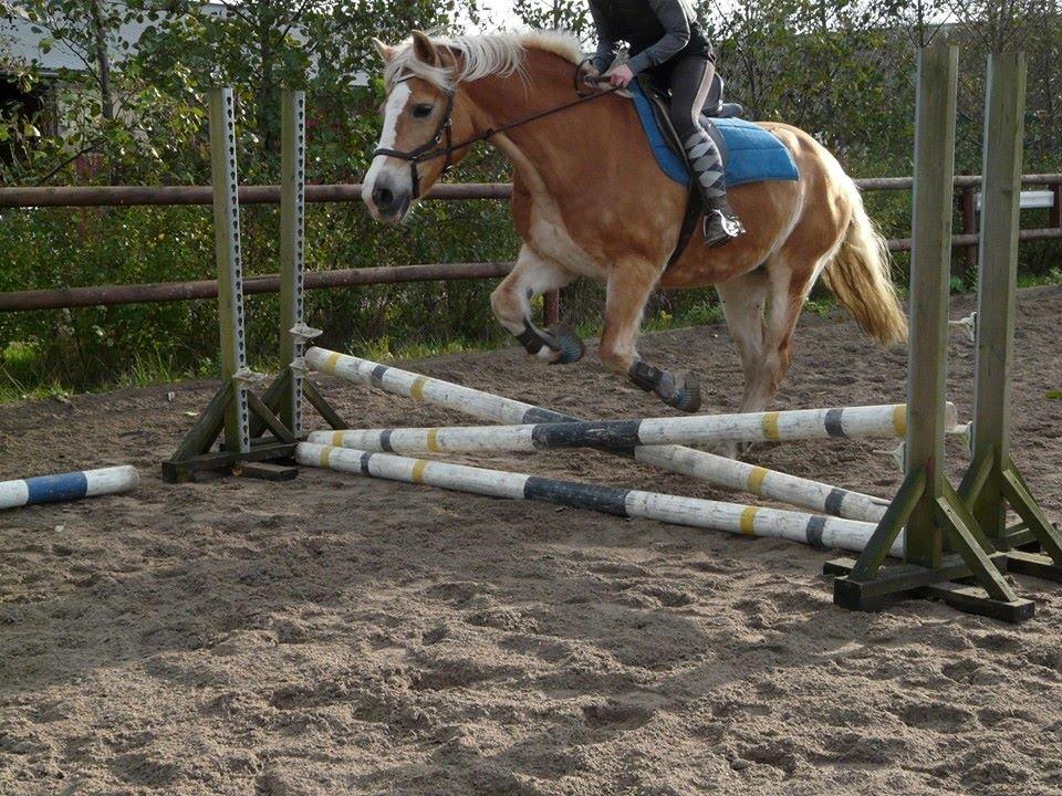 Tyroler Haflinger Stella billede 2