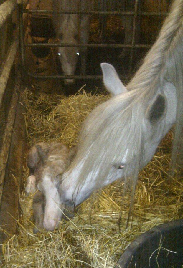 Welsh Mountain (sec A) Greenhills Spot on billede 4