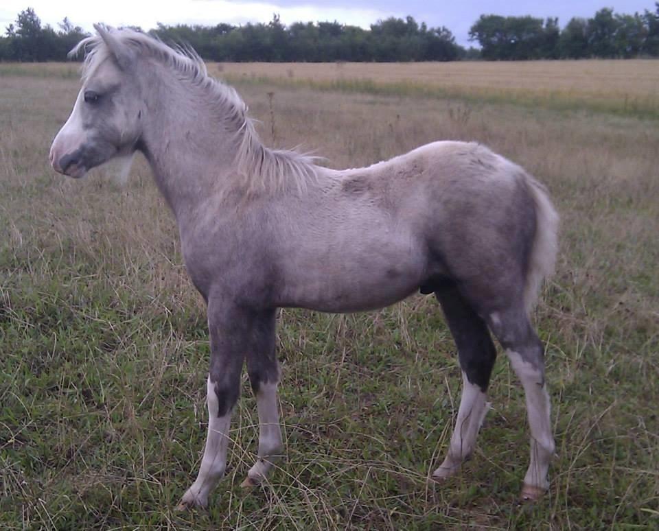 Welsh Mountain (sec A) Greenhills Spot on billede 8