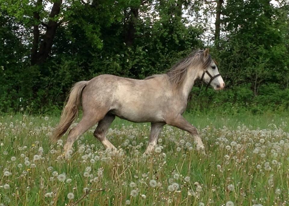 Welsh Mountain (sec A) Greenhills Spot on billede 11